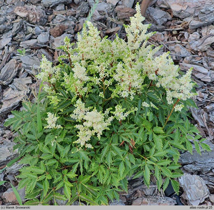 Astilbe ×rosea Biała Mini