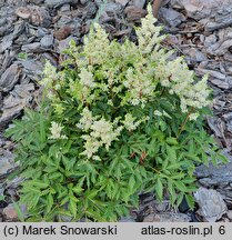 Astilbe ×rosea Biała Mini