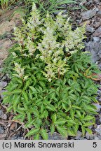 Astilbe ×rosea Biała Mini