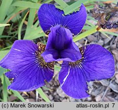 Iris sibirica Sobowtór