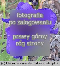 Iris sibirica Sobowtór