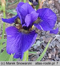 Iris sibirica Sobowtór