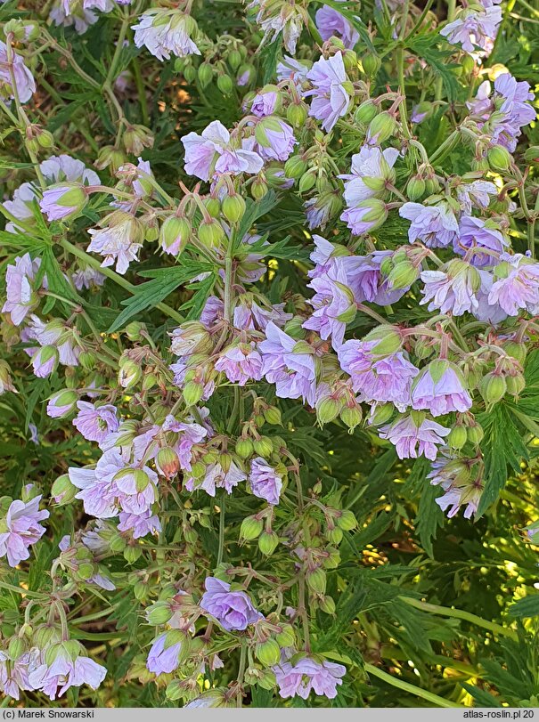 Geranium pratense Cloud Nine