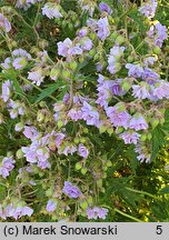 Geranium pratense Cloud Nine