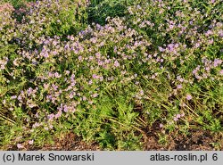 Geranium pratense Cloud Nine