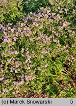 Geranium pratense Cloud Nine