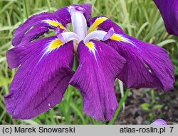 Iris ensata Loyalty