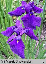 Iris ensata Aiogata