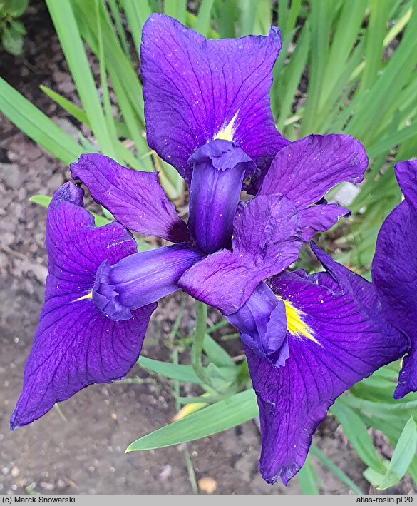 Iris ensata Aiogata