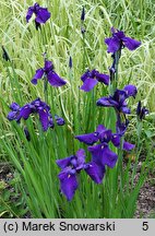 Iris ensata Aiogata