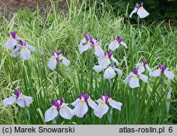 Iris ensata Queen's Tiara