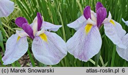 Iris ensata Queen's Tiara