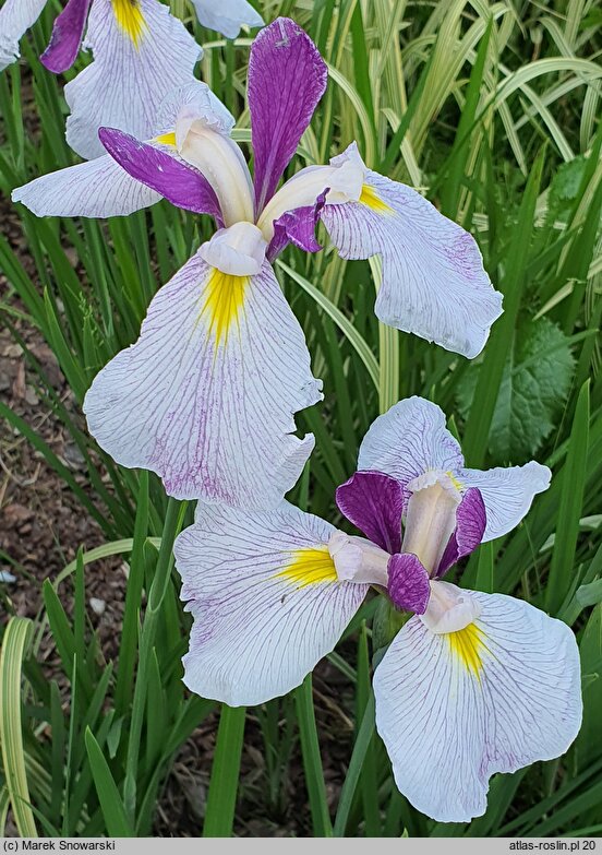 Iris ensata Queen's Tiara