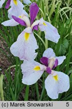 Iris ensata Queen's Tiara