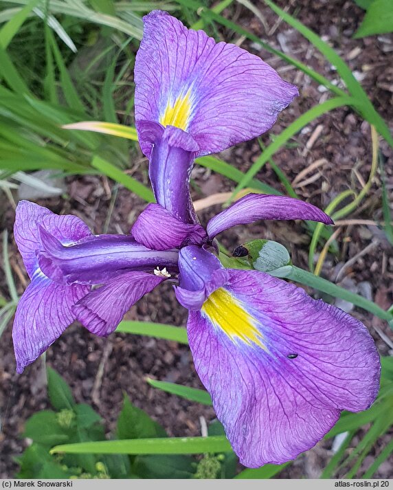 Iris ensata Midnight Stars