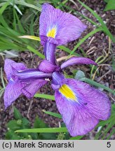 Iris ensata Midnight Stars