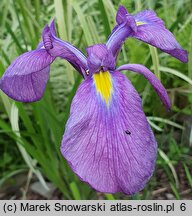 Iris ensata Midnight Stars