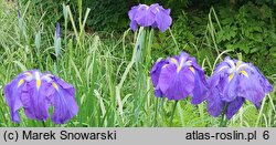 Iris ensata Blaudom