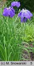 Iris ensata Blaudom