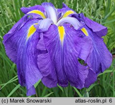 Iris ensata Blaudom