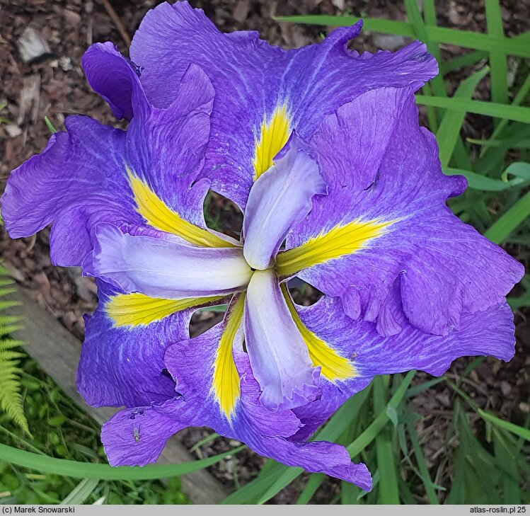 Iris ensata Blaudom