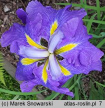 Iris ensata Blaudom