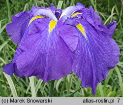 Iris ensata Blaudom