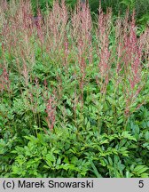 Astilbe Etna