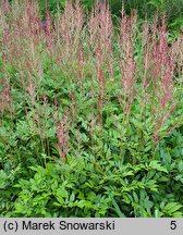 Astilbe Etna