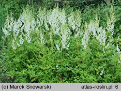 Astilbe Diamant