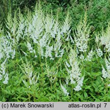 Astilbe Diamant