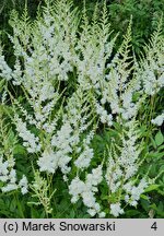 Astilbe Diamant