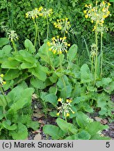 Primula florindae (pierwiosnek Florindy)