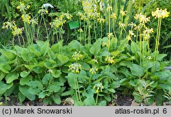 Primula florindae (pierwiosnek Florindy)