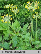 Primula florindae (pierwiosnek Florindy)