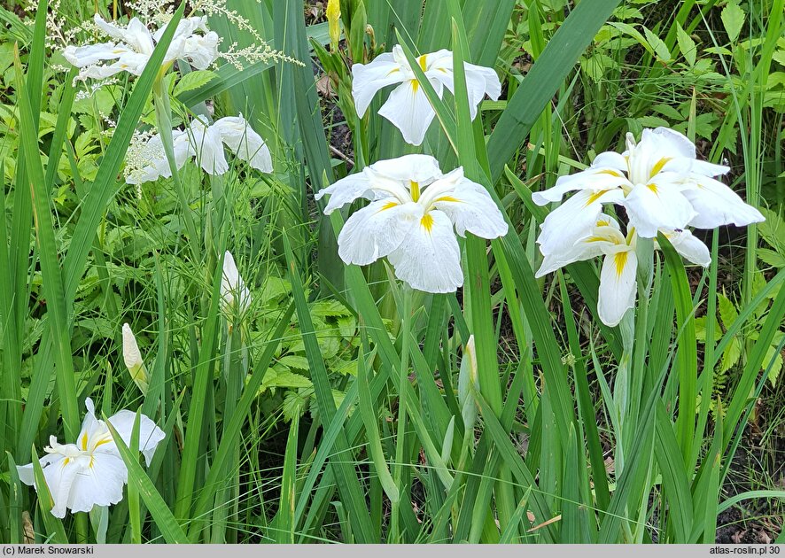 Iris ensata White Ladies