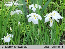 Iris ensata White Ladies