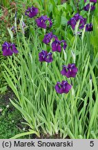 Iris setosa Silver Stripe