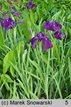 Iris setosa Silver Stripe