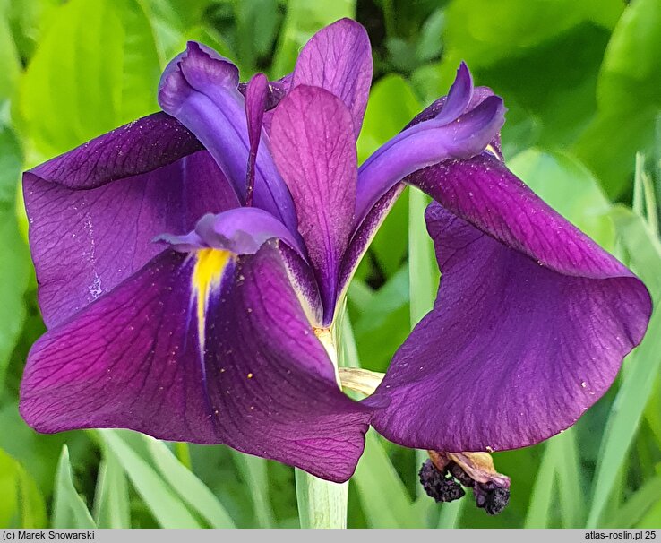 Iris setosa Silver Stripe