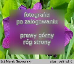 Iris setosa Silver Stripe
