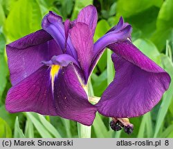 Iris setosa Silver Stripe