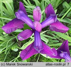 Iris setosa Silver Stripe