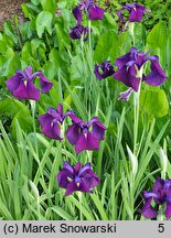 Iris setosa Silver Stripe