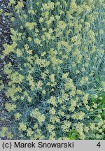 Helichrysum italicum (kocanki włoskie)