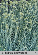 Helichrysum italicum (kocanki włoskie)