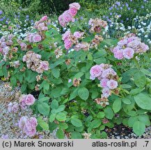 Rosa hort. Lavender Ice