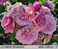 Rosa hort. Lavender Ice