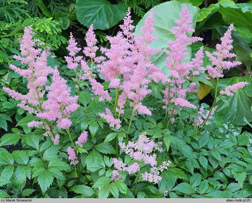 Astilbe Showstar