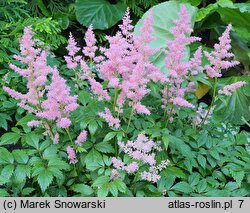 Astilbe Showstar